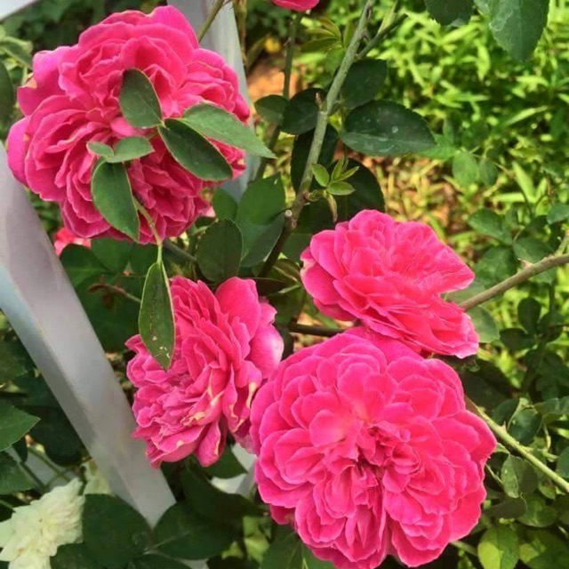 Shop hoa tươi Dĩ An Bình Dương