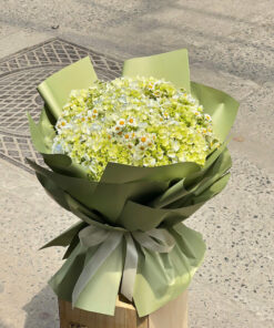 Alternative view of Sương Mai Tinh Khôi 🌿🌼