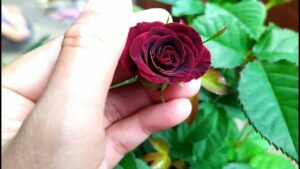 Shop hoa tươi Dĩ An Bình Dương