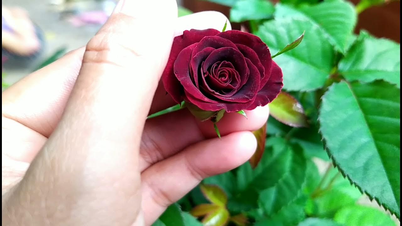 Shop hoa tươi Dĩ An Bình Dương